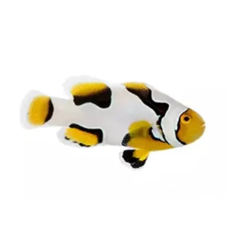 Premium Onyx Picasso Clownfish - Amphiprion percula