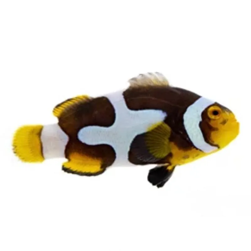Onyx Picasso Clownfish - Amphiprion percula