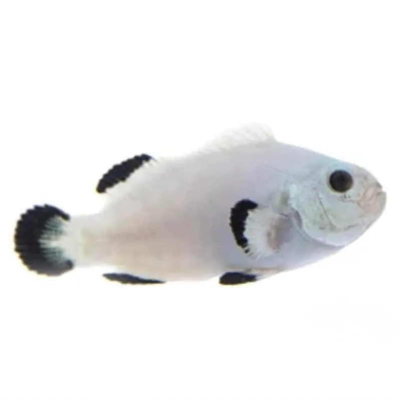 Snow Storm Clownfish - Amphiprion ocellaris