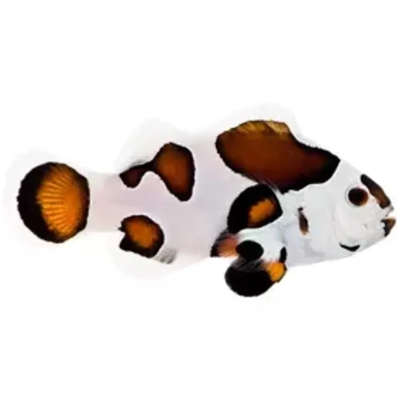 Mocha Storm Clownfish - Amphiprion ocellaris
