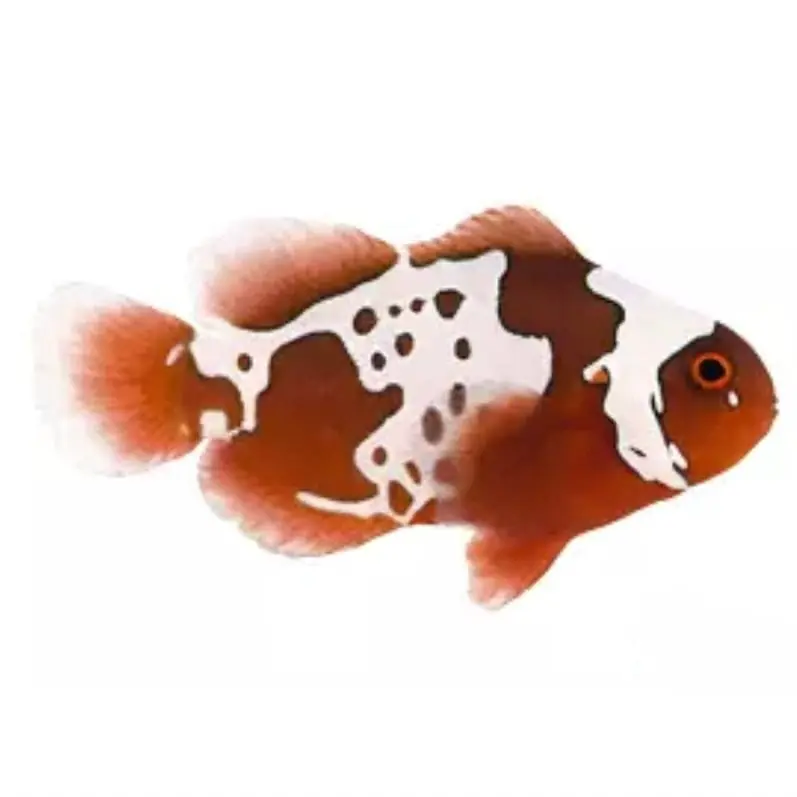 Gold x Lightning Maroon Clownfish - Premnas biaculeatus