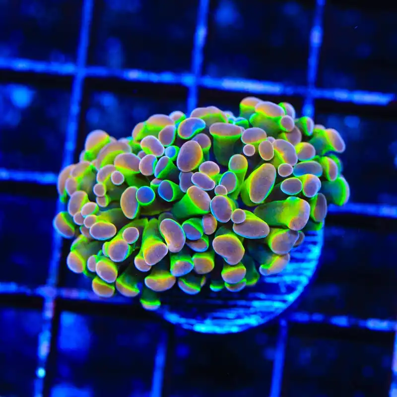 Holy Grail Hammer Coral - TSA Coral