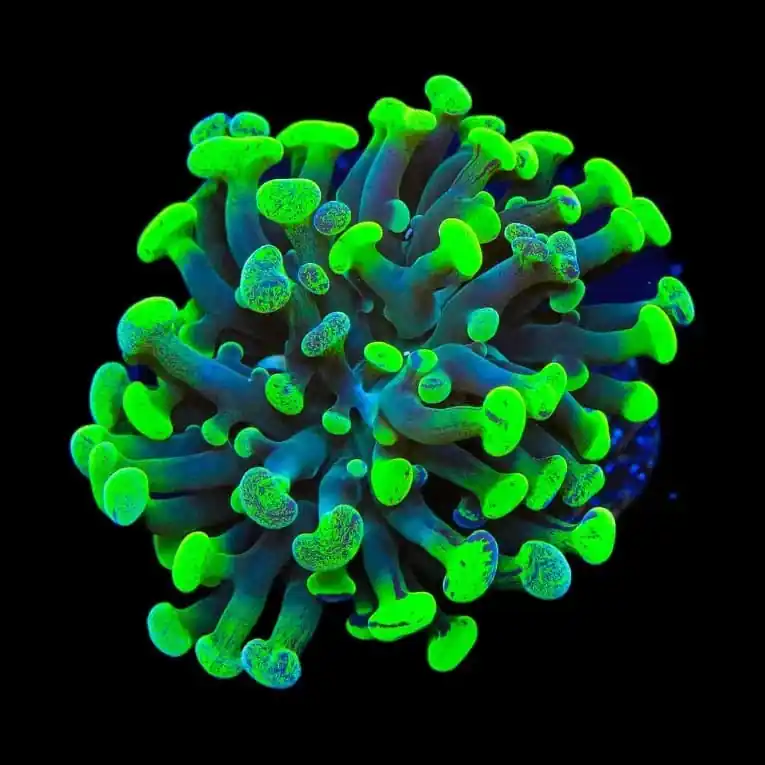 Green Splatter Hammer Coral - TSA Coral