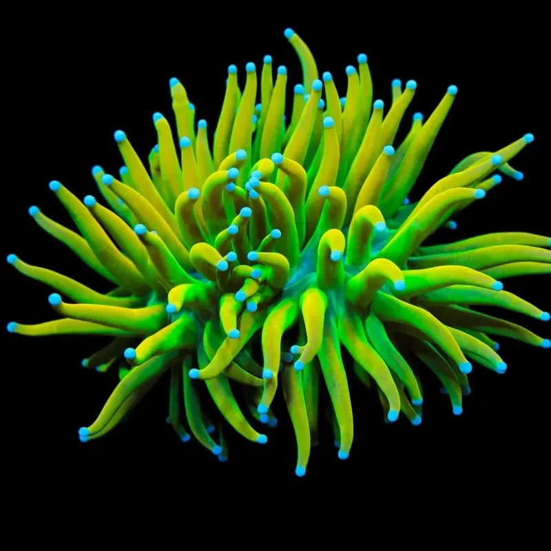 TSA Holy Grail Torch Coral - TSA Coral