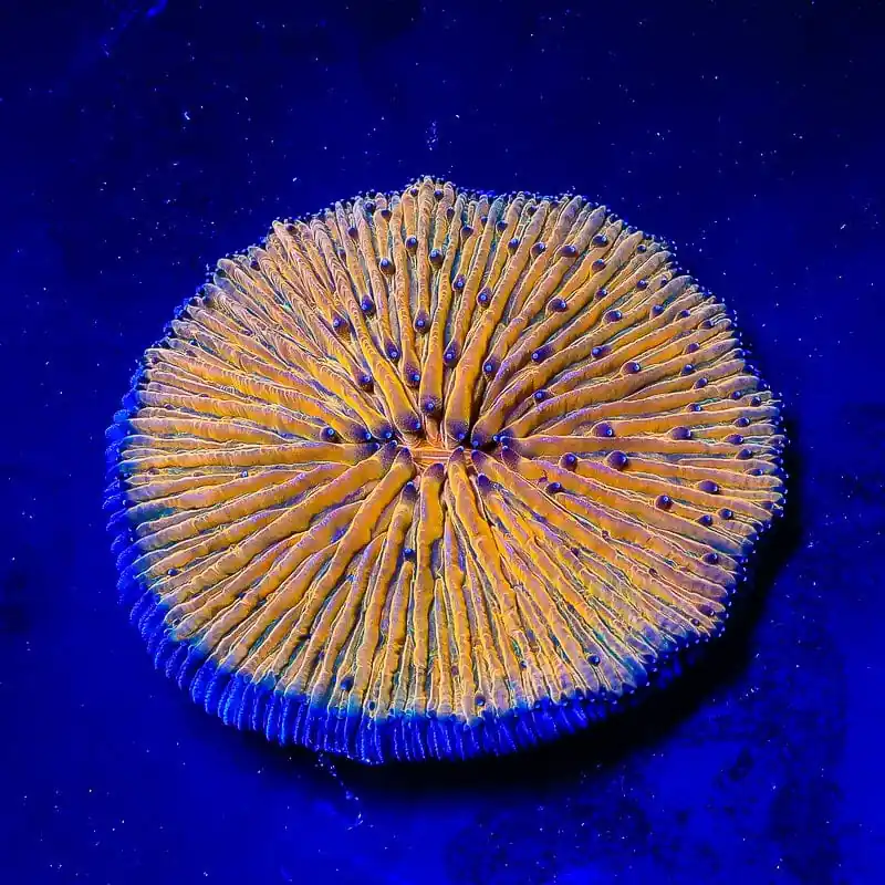 Ultra Plate Coral - Top Shelf Aquatics