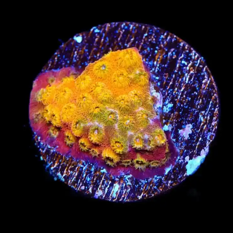 24k Gold Cyphastrea Coral - TSA Coral
