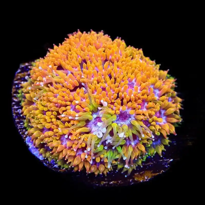 TSA Laffy Taffy Goniopora Coral - TSA Coral