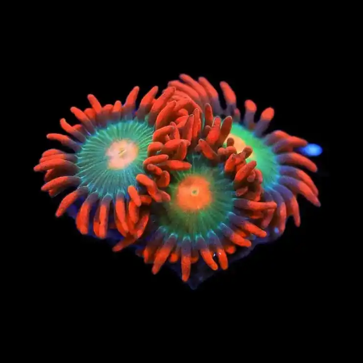 Gatorade Zoanthids Coral - TSA Coral