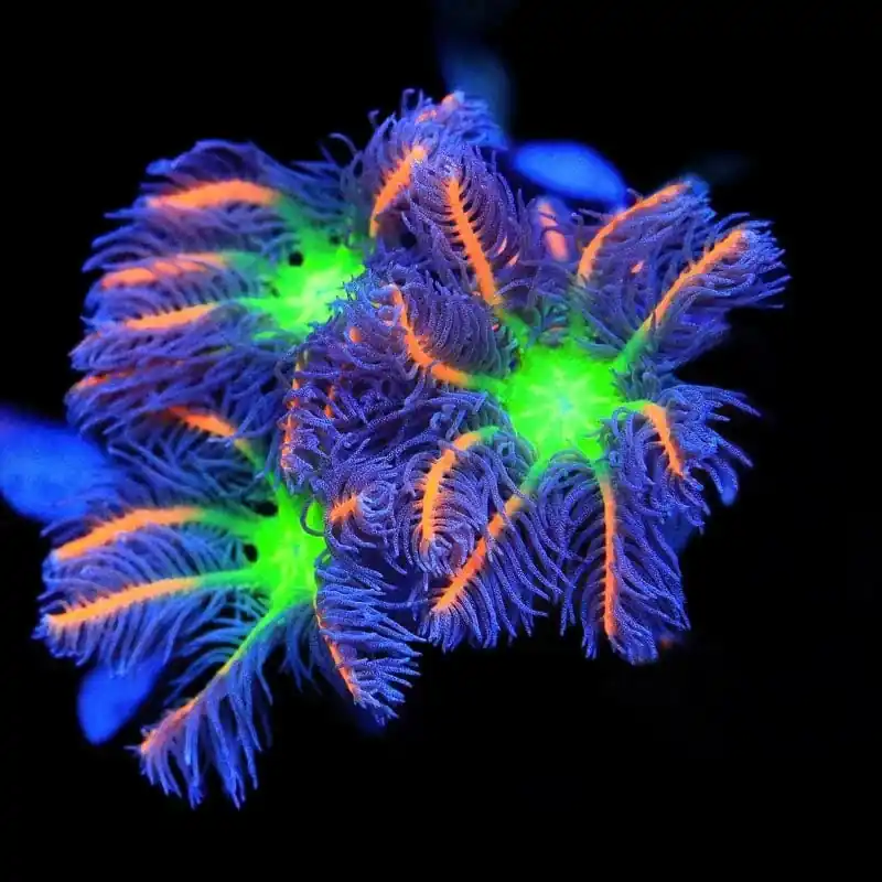 TSA Firework Clove Polyp Coral - TSA Coral