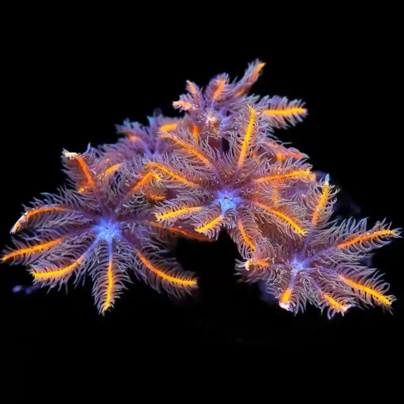 TSA Candy Corn Clove Polyp Coral - TSA Coral
