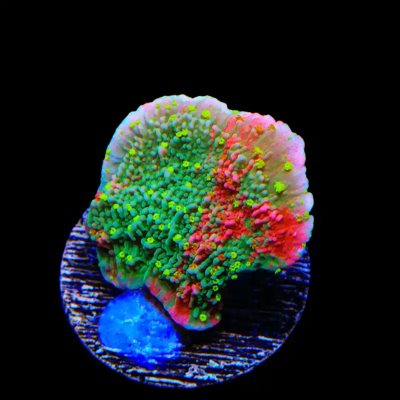 Sunfire Grafted Montipora Cap Coral - TSA Coral