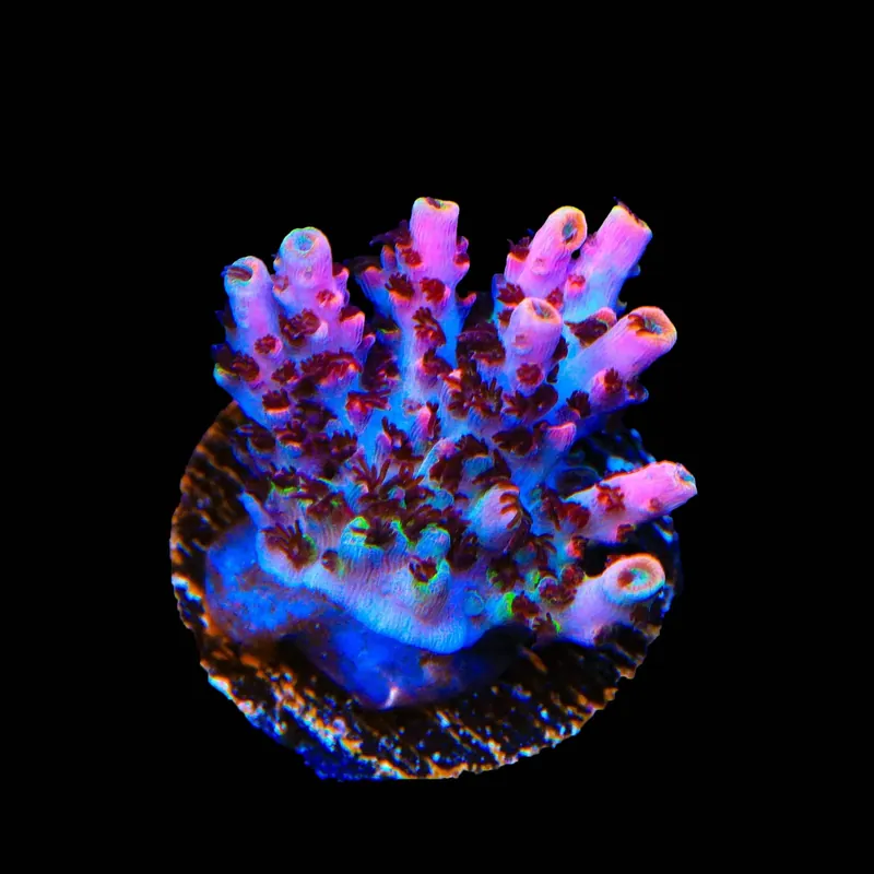 TSA Fruity Pebbles Acropora Coral - TSA Coral