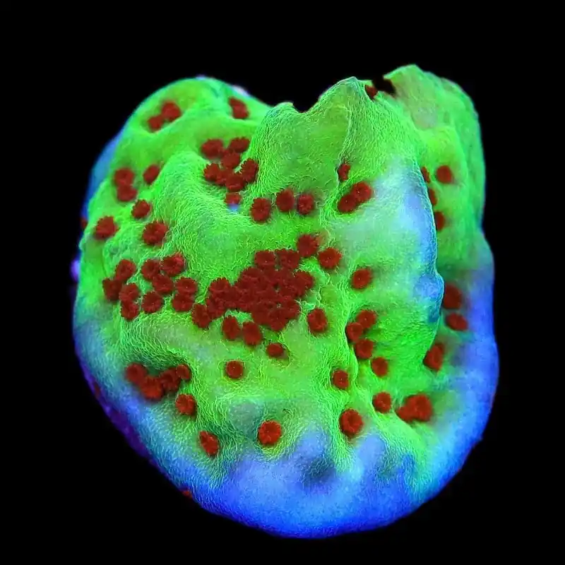 Jedi Mind Trick Montipora Coral - TSA Coral