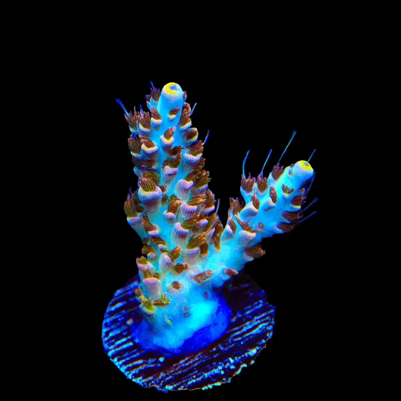 TSA Long Island Acropora Coral - TSA Coral