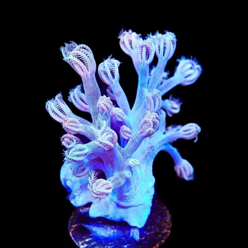 Vargas Cespitularia Coral - TSA Coral
