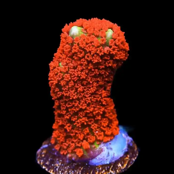 Forest Fire Digitata Montipora Coral - TSA Coral