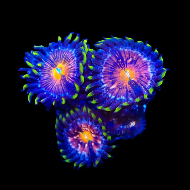 Nirvana Zoanthids Coral - TSA Coral