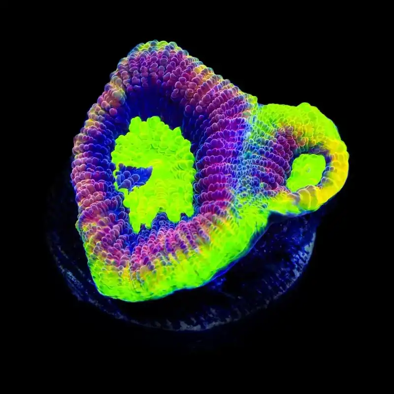 Dragon Soul Favia Coral - TSA Coral