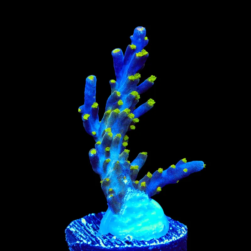 Garf Bonsai Acropora Coral - TSA Coral
