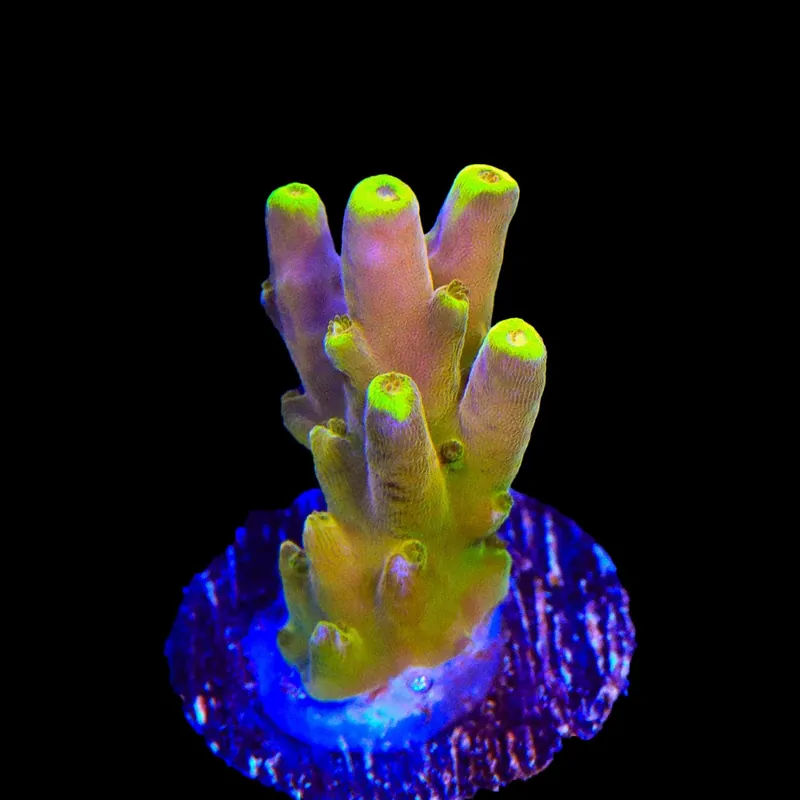 CB Golden Jawdropper Acropora Coral - TSA Coral