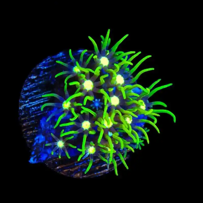 Metallic Green Center Star Polyp Coral - TSA Coral