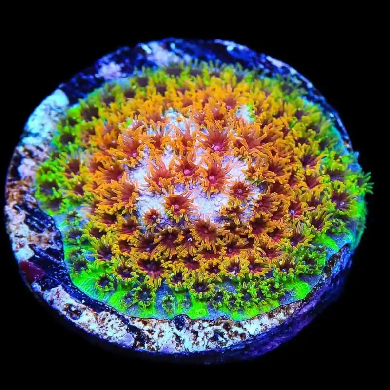 Skittles Bomb Cyphastrea Coral - TSA Coral