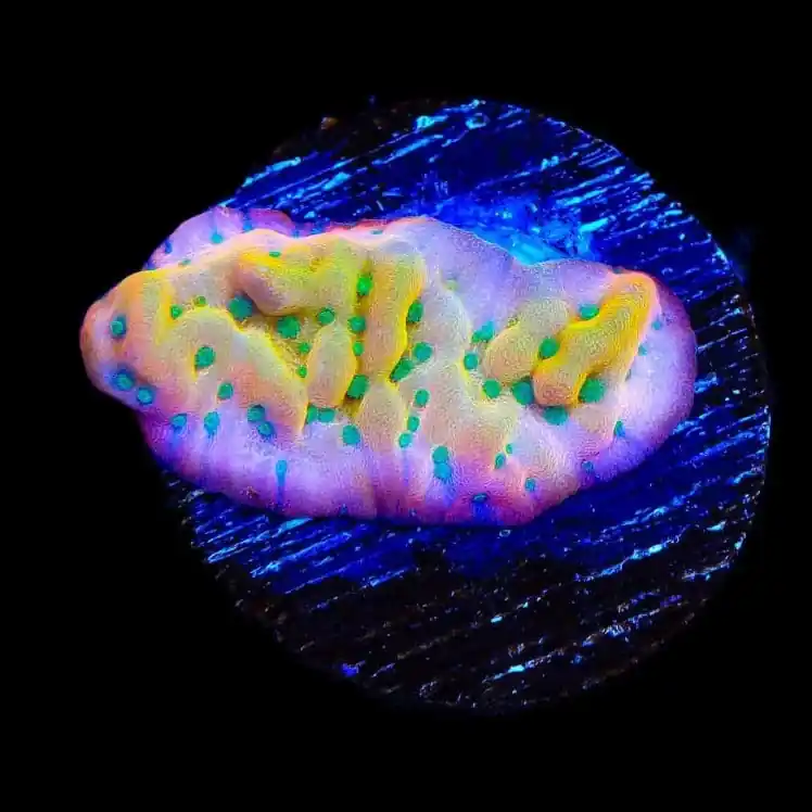 TSA Pink Halo Montipora Coral - TSA Coral