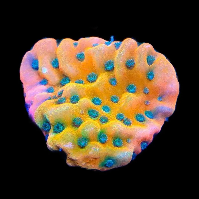 TSA Kaboom Montipora Coral - TSA Coral