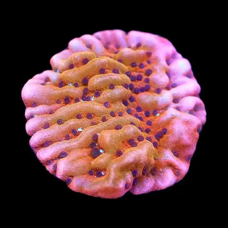 TSA Death Spiral Montipora Coral - TSA Coral