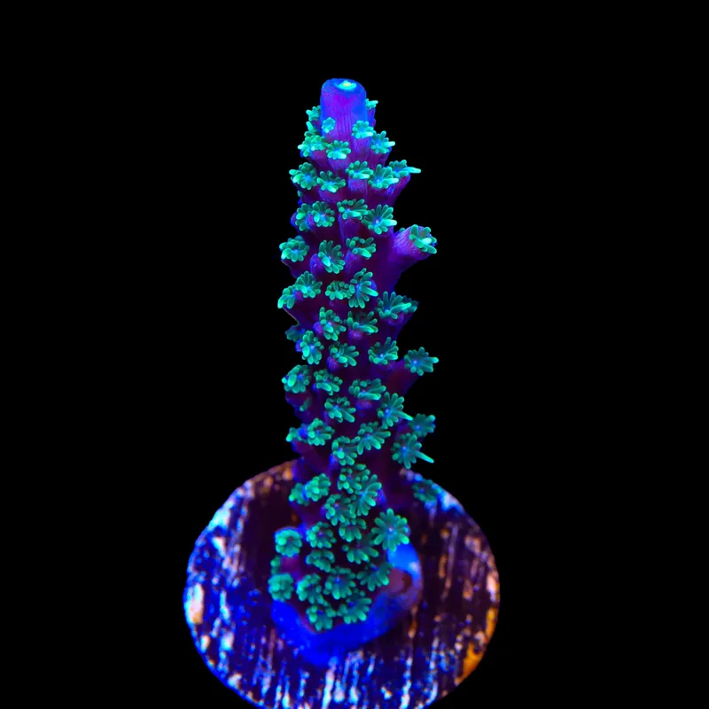 TSA Candlelight Stag Acropora Coral - TSA Coral