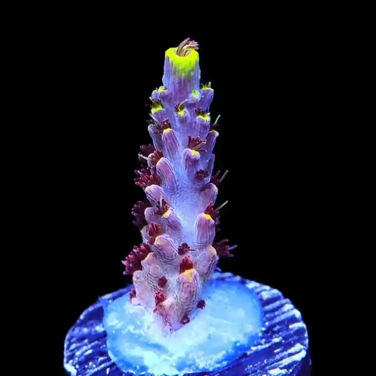 TSA Spyro the Dragon Acropora Coral - TSA Coral