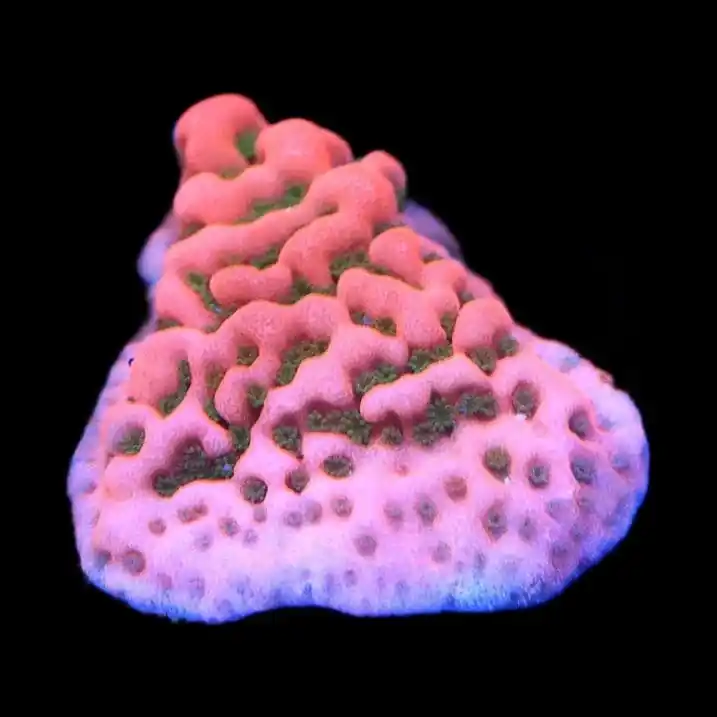 Cherry Tree Montipora Coral - TSA Coral