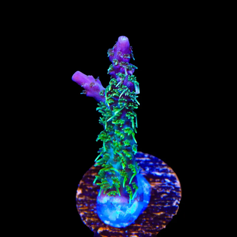 TSA Grape Ape Acropora Coral - TSA Coral