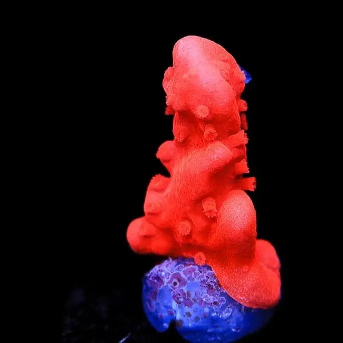 Red Setosa Montipora Coral - TSA Coral