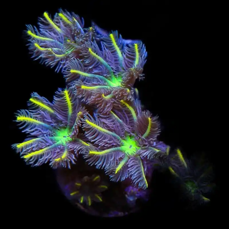 TSA Lemon Laser Clove Polyp Coral - TSA Coral