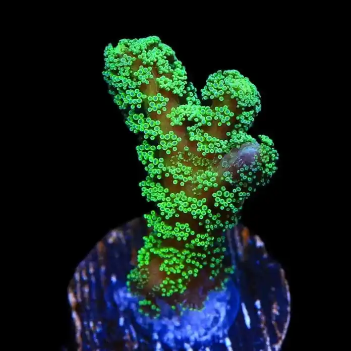 Green Birdsnest Coral - TSA Coral