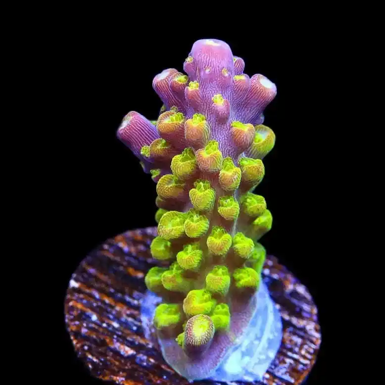 Paletta Pink Tip Acropora Coral - TSA Coral