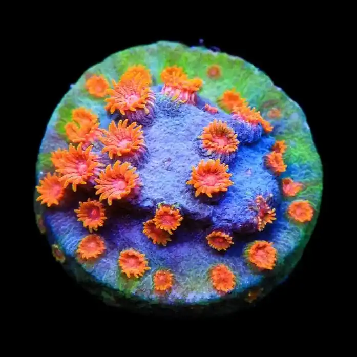 Bizarro Cyphastrea Coral - TSA Coral