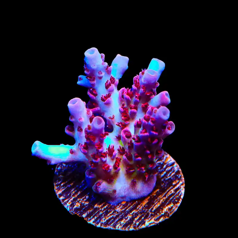 TSA Optimus Prime Acropora Coral - TSA Coral
