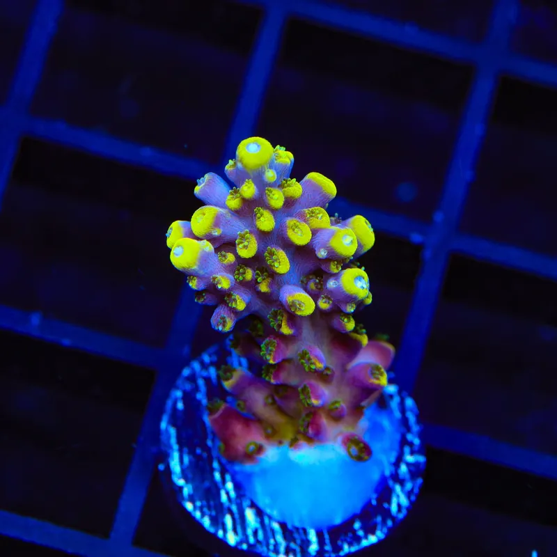 TSA Bollywood Acropora Coral - TSA Coral