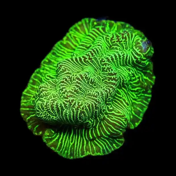 TSA Hulk Leptoseris Coral - TSA Coral