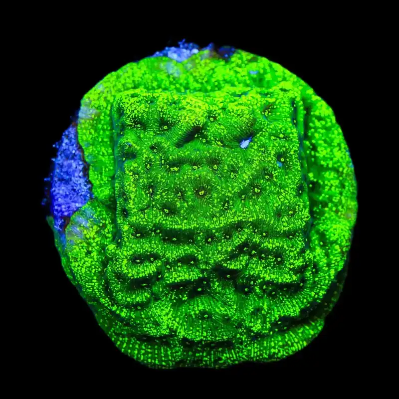 TSA Northern Lights Leptoseris Coral - TSA Coral