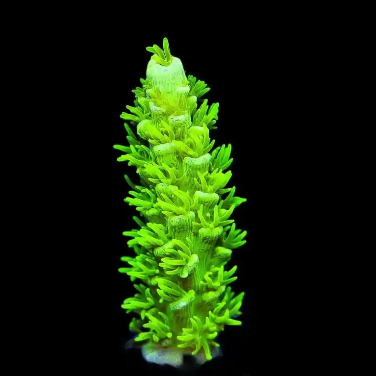 TSA The Banger Tenuis Acropora Coral - TSA Coral