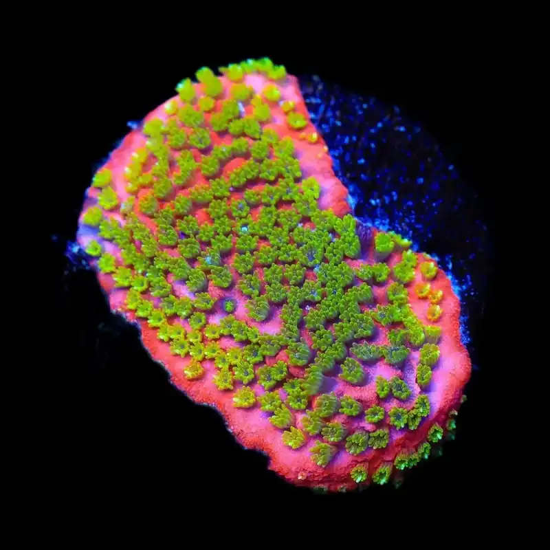 Sunset Montipora Coral - TSA Coral