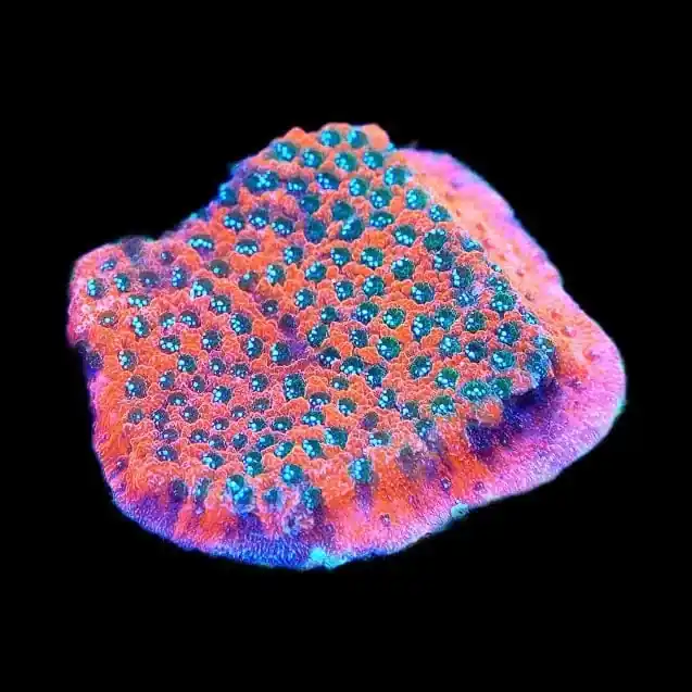 TSA Megachrome Montipora Coral - TSA Coral