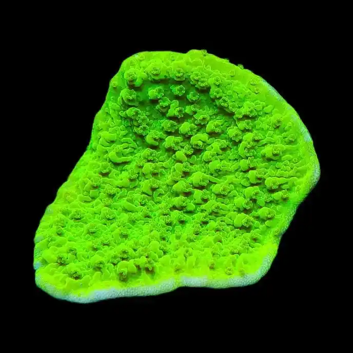 Tyree Toxic Aequituberculata Montipora Cap Coral - TSA Coral