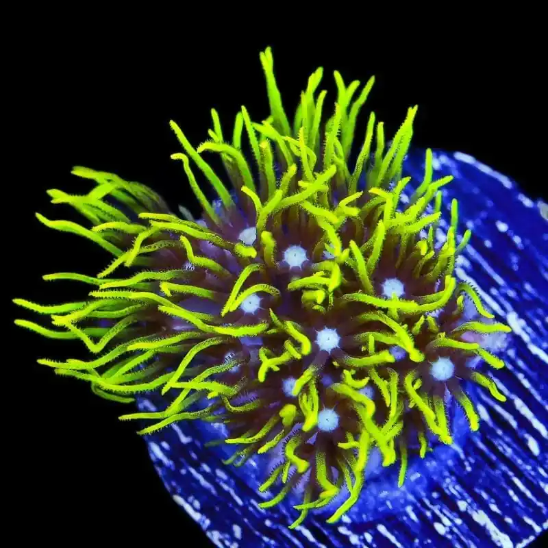 Blue Eye Green Star Polyps Coral - TSA Coral