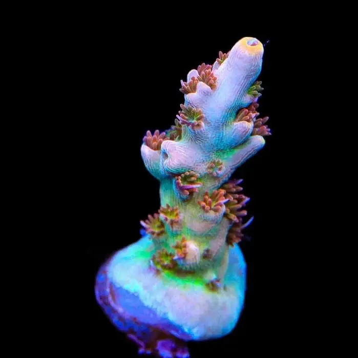 TSA Colt 45 Acropora Coral - TSA Coral