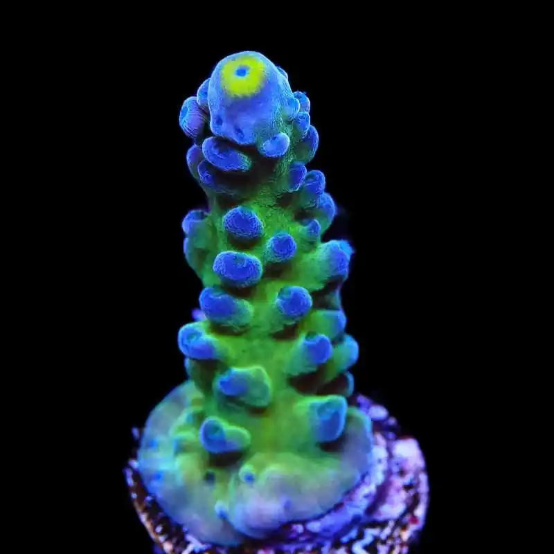 Yellow Tip Acropora Coral - TSA Coral