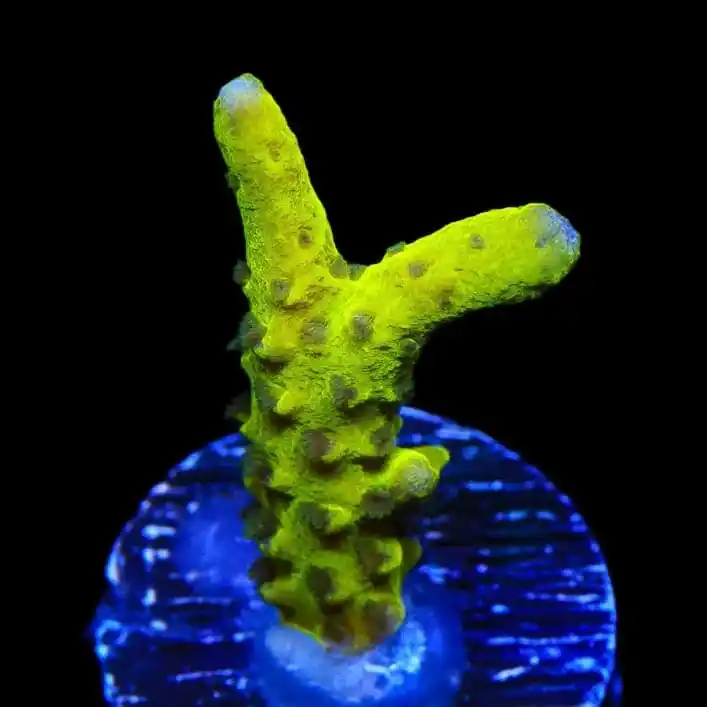 CB The Thing Anacropora Coral - TSA Coral